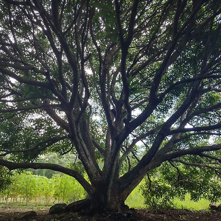 Finca Mystica Merida Bagian luar foto
