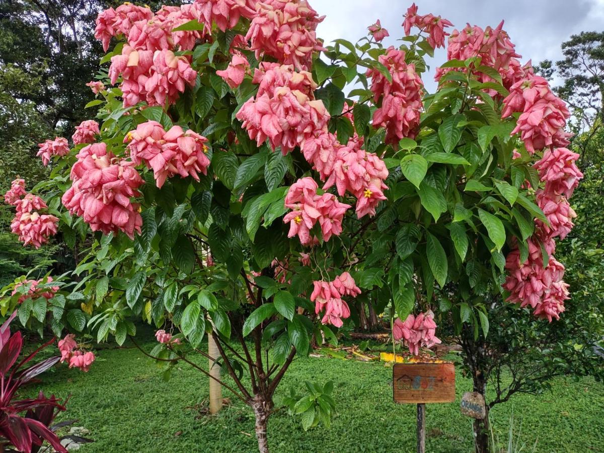 Finca Mystica Merida Bagian luar foto
