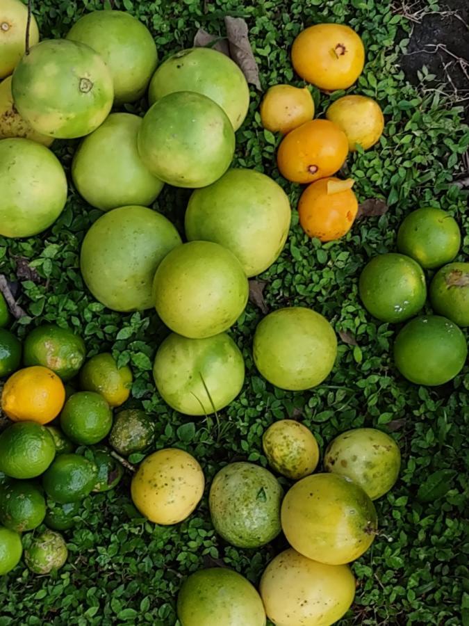 Finca Mystica Merida Bagian luar foto