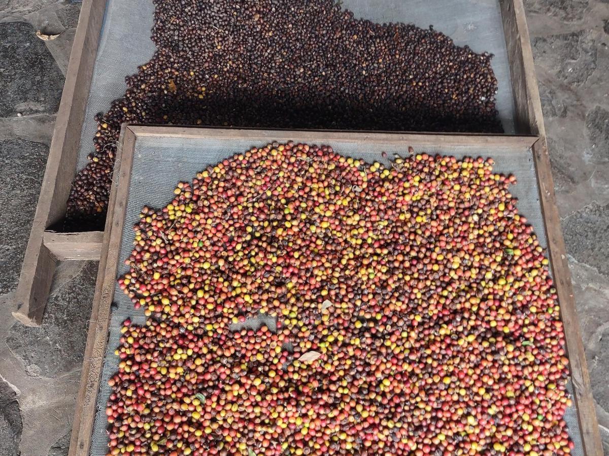 Finca Mystica Merida Bagian luar foto