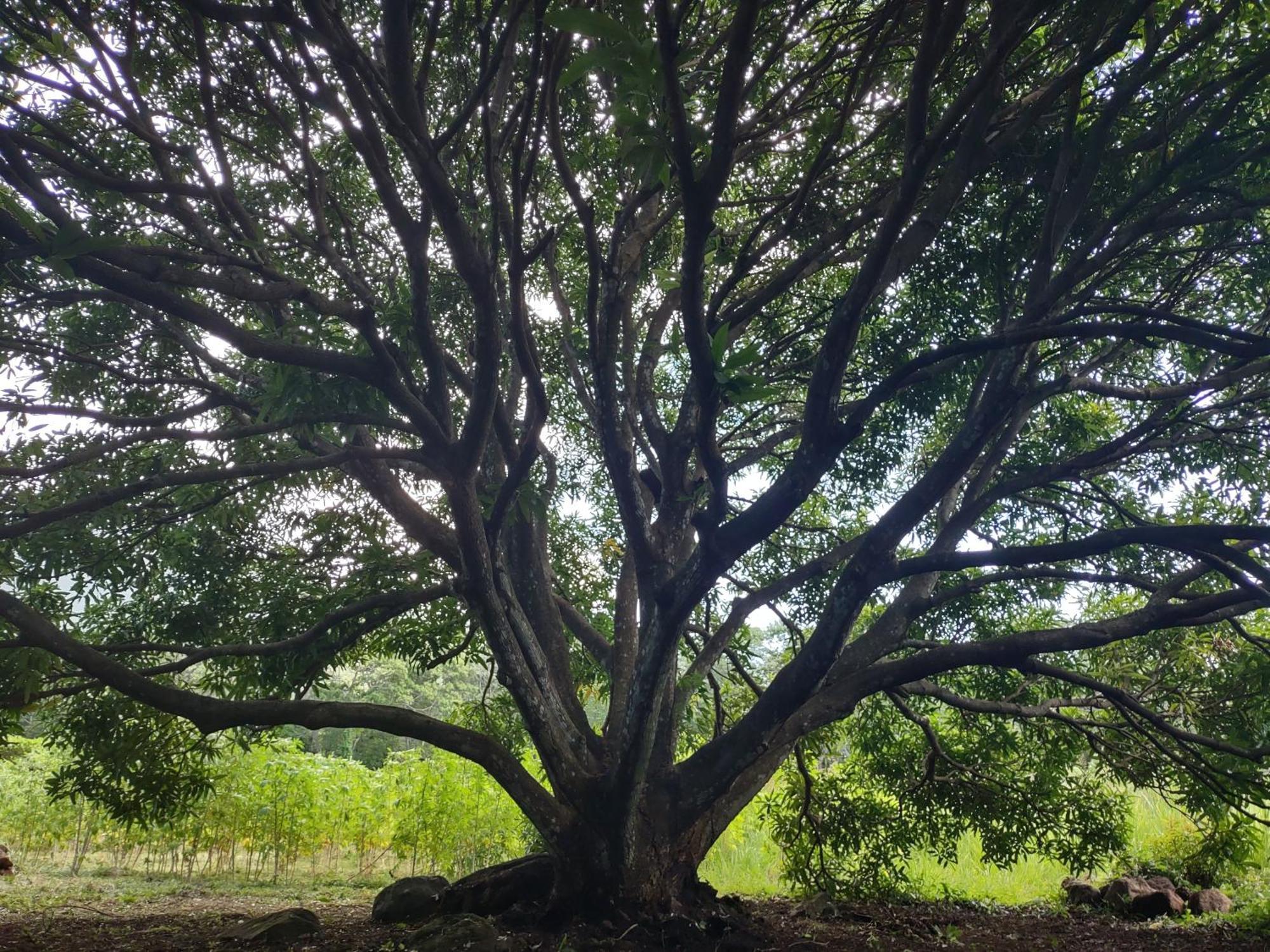 Finca Mystica Merida Bagian luar foto